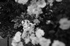 frequency 0697