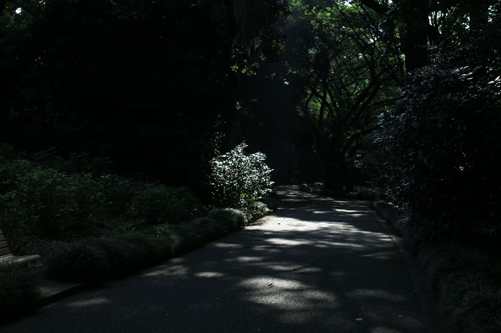 木漏れ日