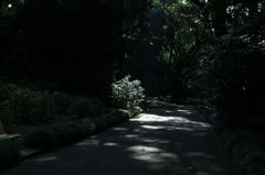 木漏れ日