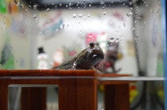 「俺は陸にも上がれるんだぜ！」