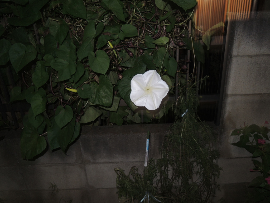 夜中にひっそりと