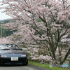 ＭＩＡＴＡと桜