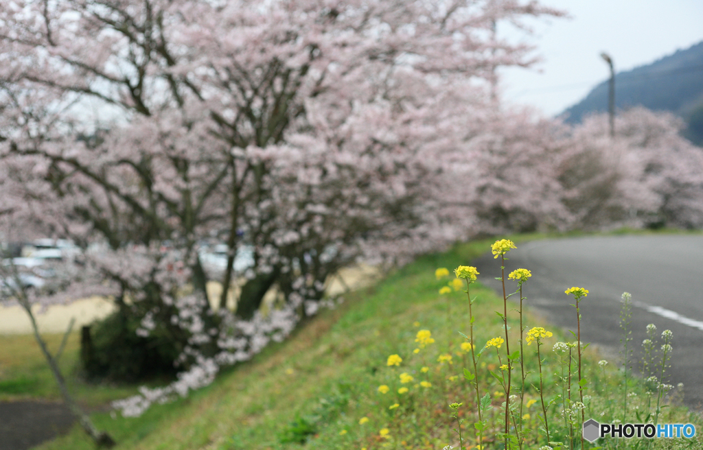 菜の花