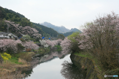 桜舞う玉川
