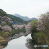 桜舞う玉川