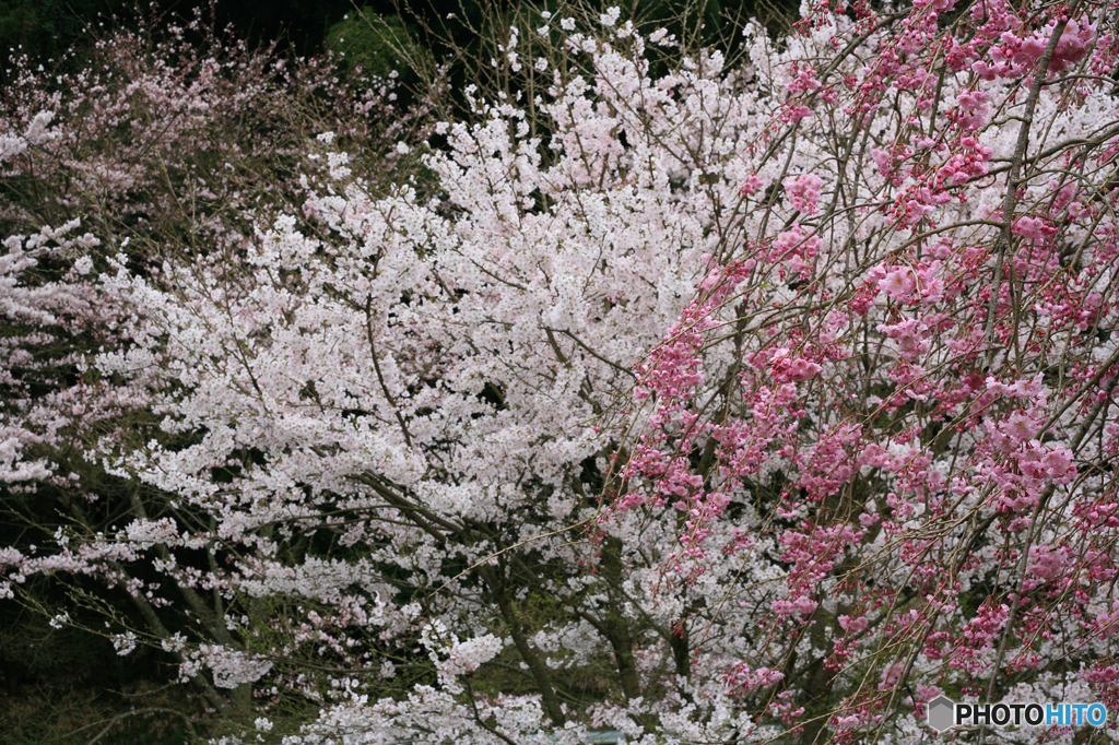 紅白桜