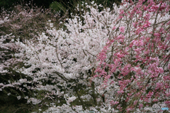 紅白桜