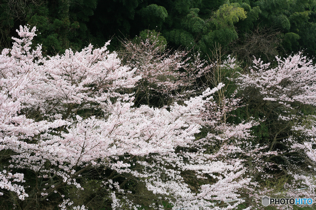 桜