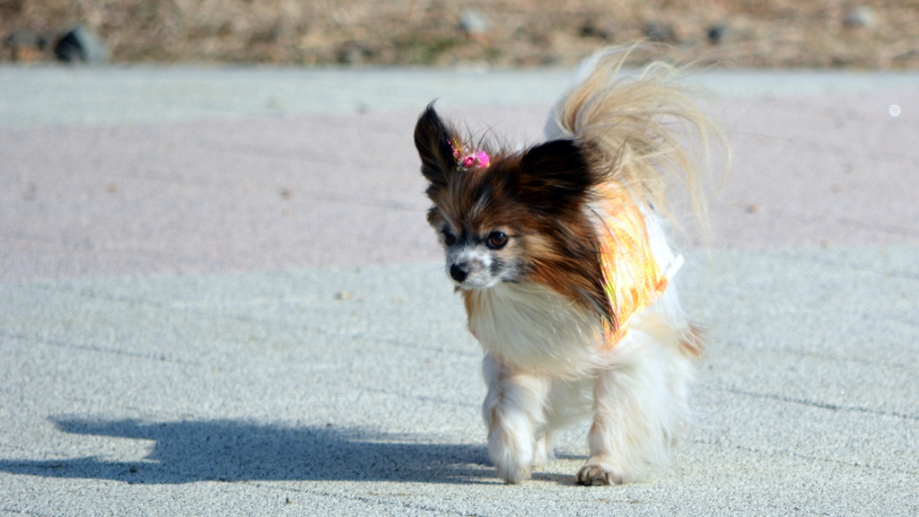 犬