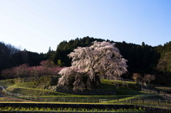 又兵衛桜