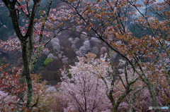 吉野山