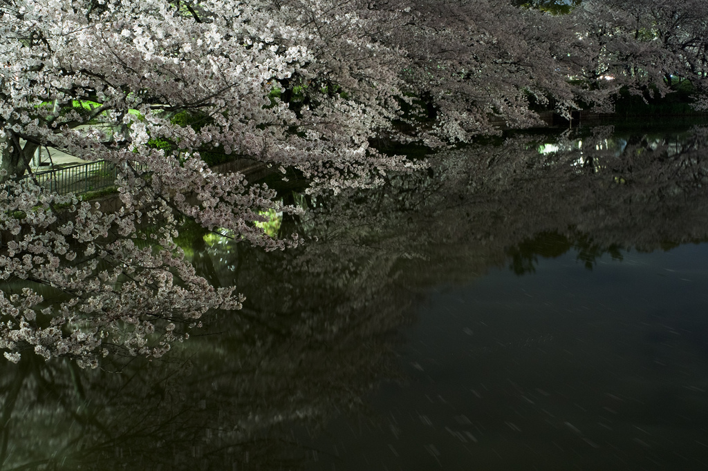 闇桜