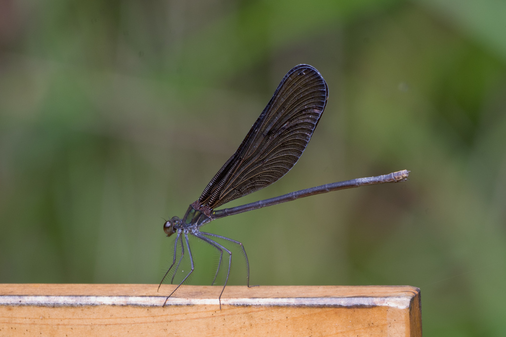 羽黒蜻蛉 ♀