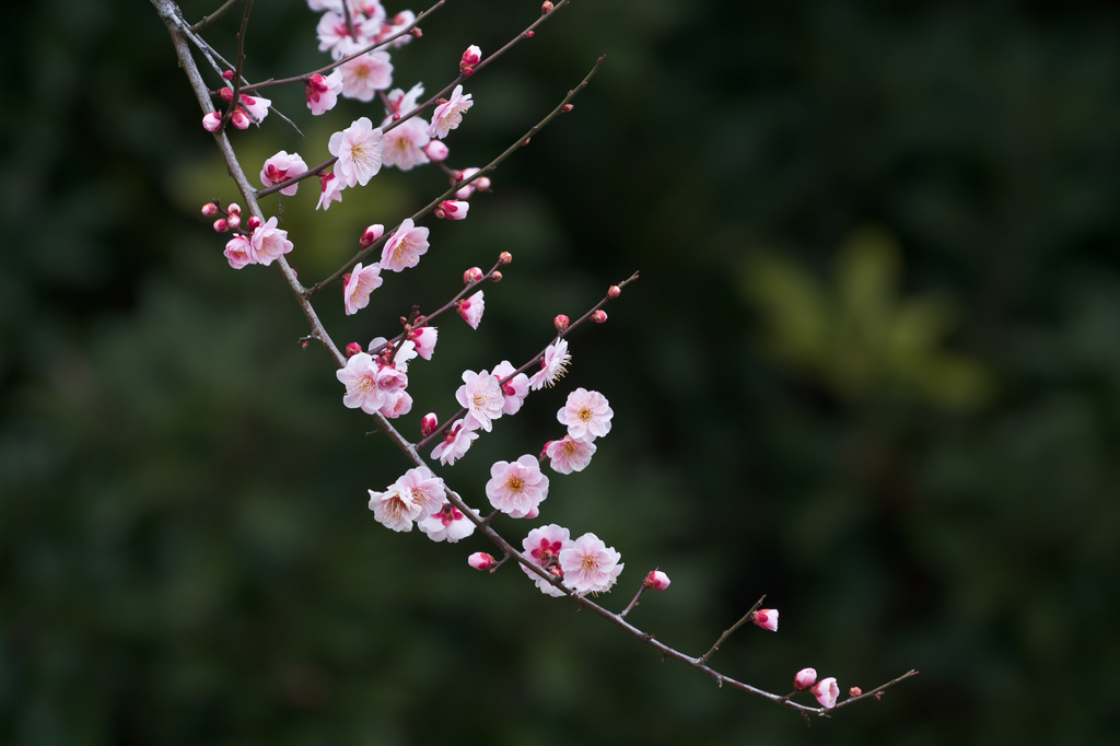 紅梅