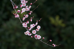 紅梅