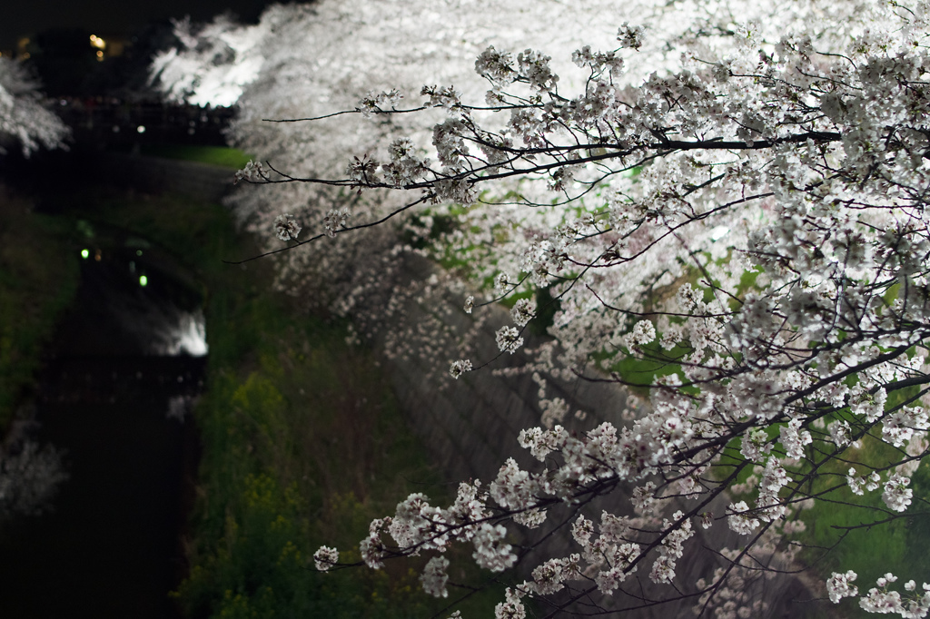 山崎川の夜桜