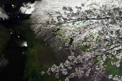 山崎川の夜桜