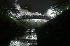 夜桜を撮る
