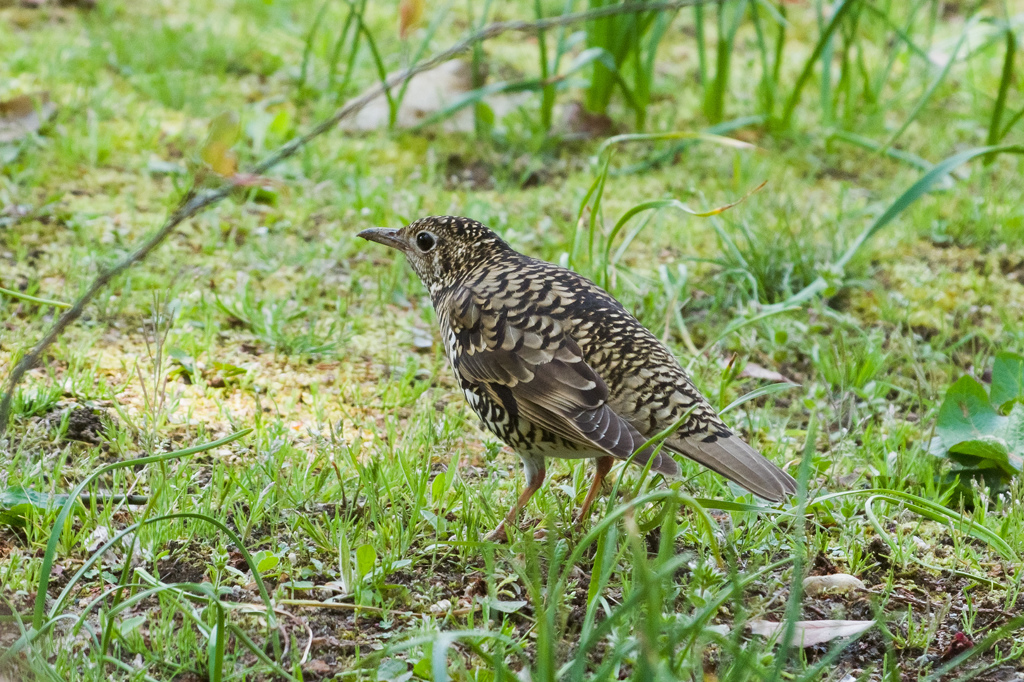 トラツグミさんフリフリ