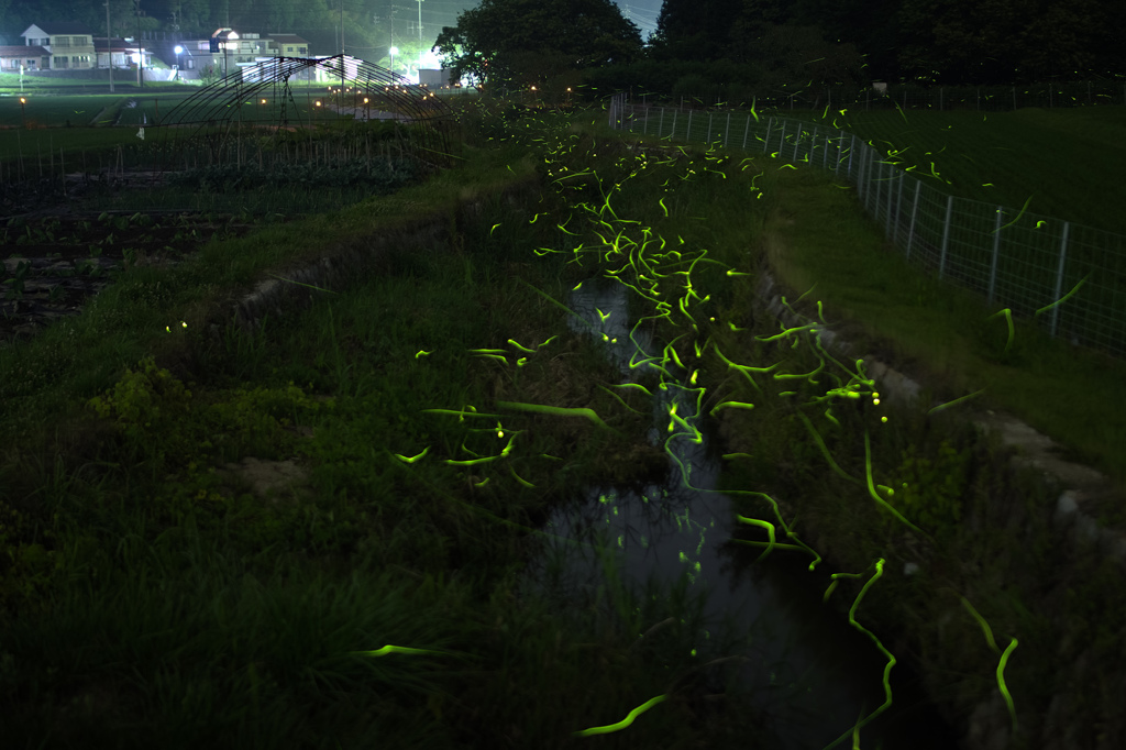 ゲンジボタル 土岐 2014 #1