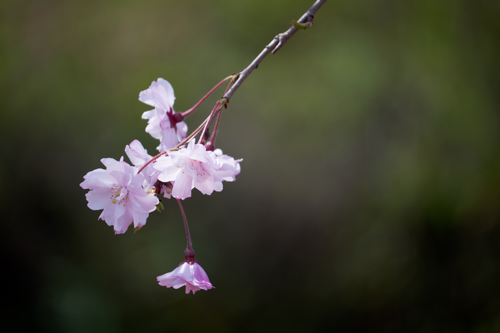 ゆらゆら枝垂桜