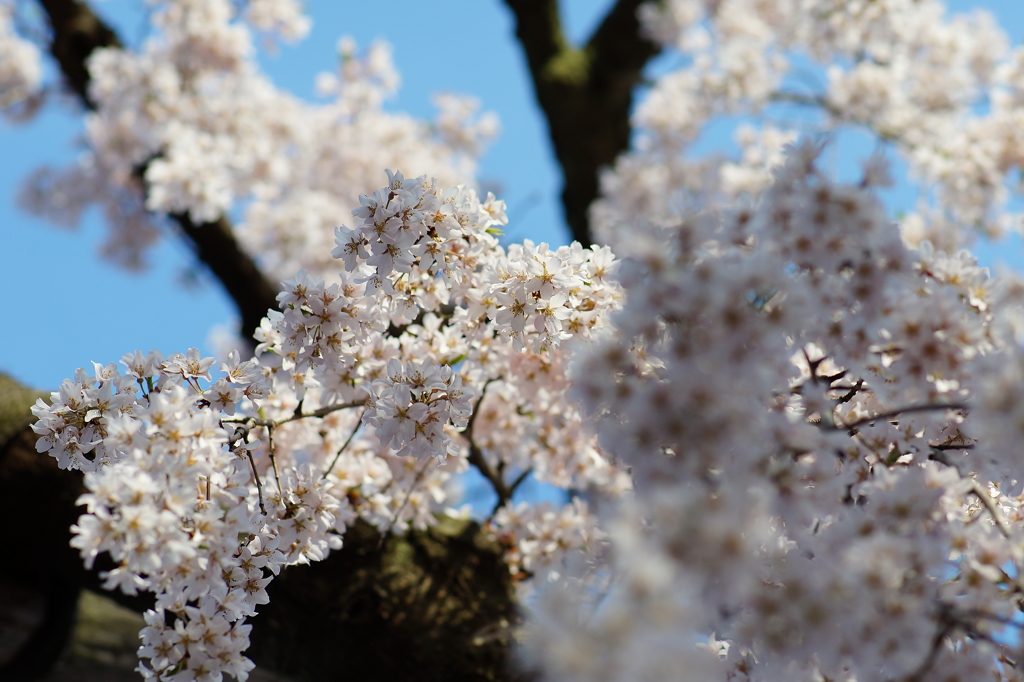 そうだ、桜を撮りにいこう