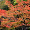 中津峡 女郎もみじ