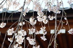 寺院と枝垂桜