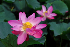 ancient lotus ~1