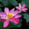 ancient lotus ~1