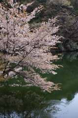 残桜と波紋