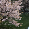 残桜と波紋
