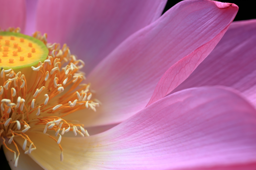 ancient lotus ~4