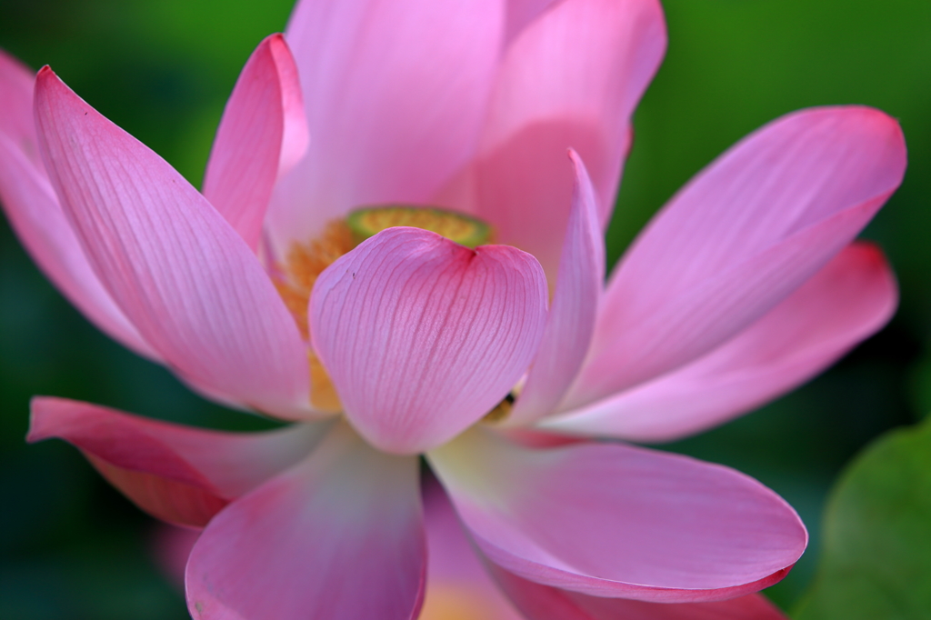 ancient lotus ~3