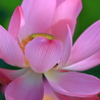 ancient lotus ~3