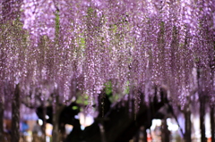 藤雨