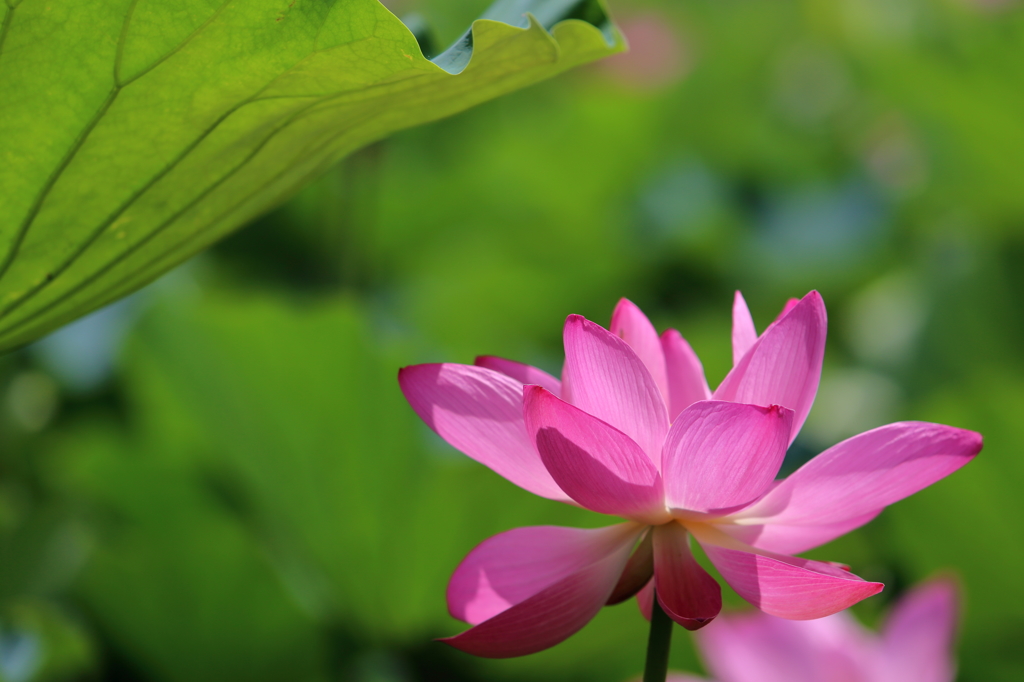 ancient lotus ~2