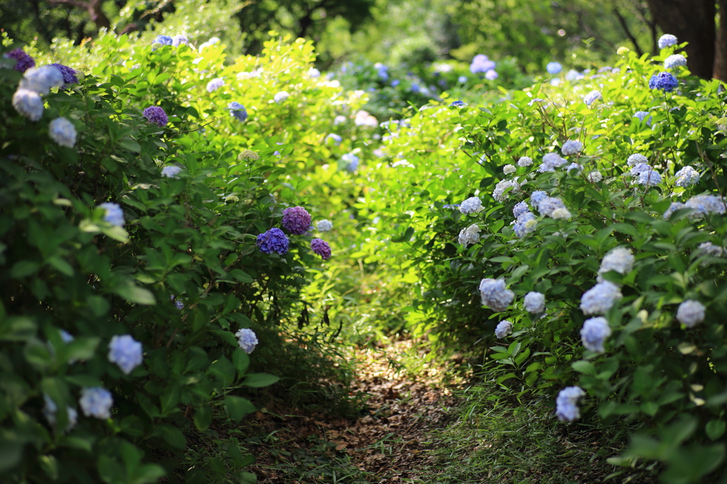 紫陽花４～迷宮の入口～