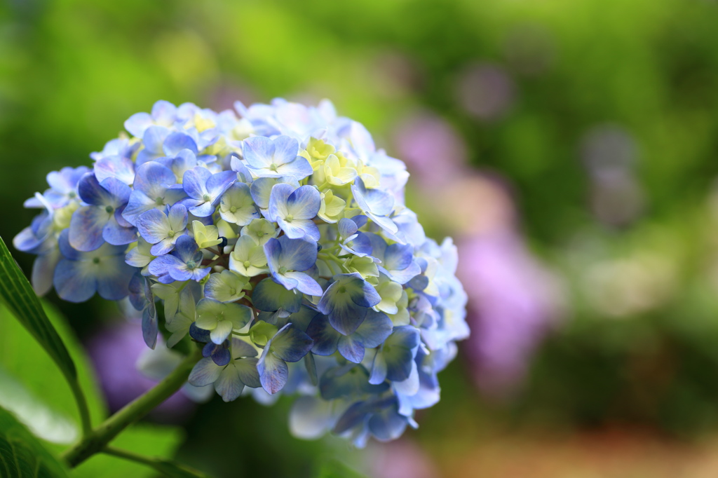 紫陽花７