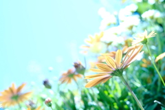 初夏