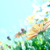 初夏