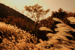 秋の風景