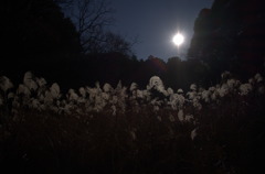 DSCF1349