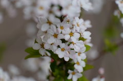Spring is Coming !
