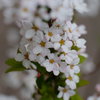 Spring is Coming !