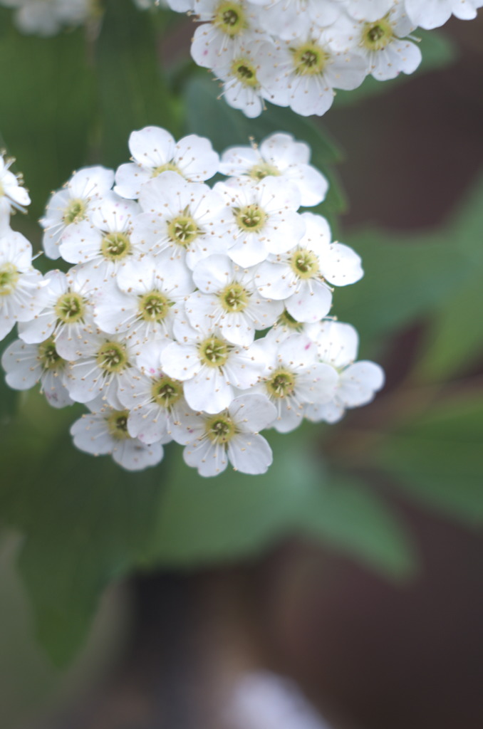 DSCF2608