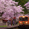 津軽鉄道　芦野公園周辺・・・