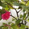 山茶花