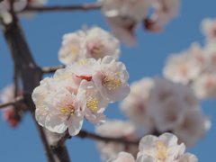 アンズの花