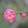 紅梅
